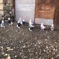 کبوتر طوقی|پرنده|مریوان, |دیوار