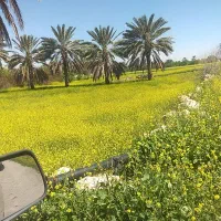 سرو ناز شیراز و نخل تنه دار