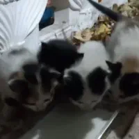 بچه گربه گم شده