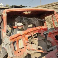 واگذاری سگ|سگ|برخوار, |دیوار