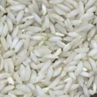 برداشت امسال شوشتر نیم دانه و  دانه کامل