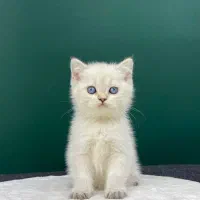 پشمک‌ بریتیش سیلور با چشم آبی (عکس مجموعه)