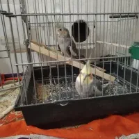 جفت عروس هلندی|پرنده|مشهد, رده|دیوار