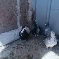 کبوتر شهری ونقره ای نر|پرنده|مرودشت, مختارآباد|دیوار