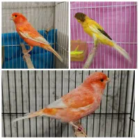 قناری ردفاکتور،رسمی بلندمستخون