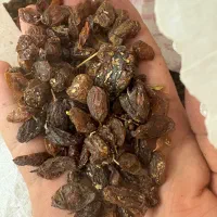 مویز.کشمش آفتابی حراج آخر فصل