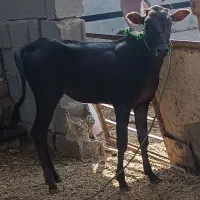 گوساله ماده جرسی سویسری