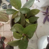 گل های زیبا  و سر سبز