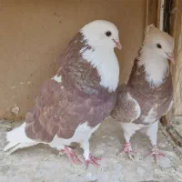 کفتر شازده|پرنده|تهران, تهران‌نو|دیوار