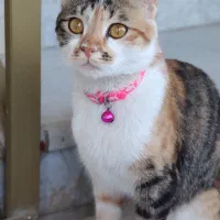 واگذاری گربه دی اس اچ میکس اسکاتیش