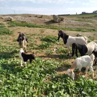 فروش ۵ راس بز با ۶ عدد بزغاله