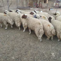 بره نر|حیوانات مزرعه|هلیلان, |دیوار