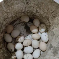 تخم نطفه دار لاری