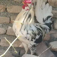 خروس اصل گلین فروشی