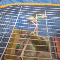 پرنده فنج و مرغ عشق