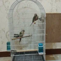 جفت گرین مولد