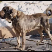 پژدر وسرابی