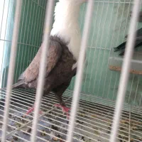 کفتر کلاغ کربلایی کاکلی ساده خال طوقی سینه کاکلی|پرنده|مشهد, کوی سیدی|دیوار