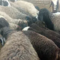 میش|حیوانات مزرعه|طسوج, |دیوار