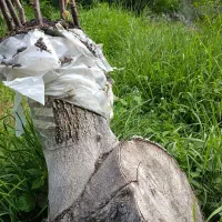 پیوند تخصصی درختان بزرگ