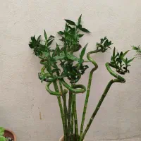 بامبو پیچ تایلندی قیمت مناسب