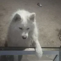 فروش سگ خانگی ب دلیل نداشتن مکان|سگ|نجف‌آباد, یزدانشهر|دیوار