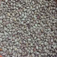 بذر|خدمات باغبانی و درختکاری|پارس‌آباد, |دیوار