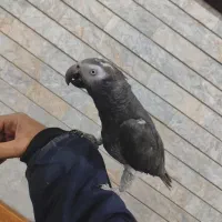 کاسکو دم شکلاتی سخنگو دستی و جوجه گرینچیک دونخور