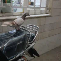 کبوتر پلاکی گمشده