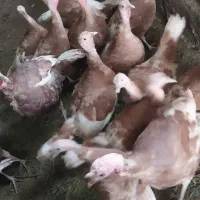 حیوانات بوقلمون