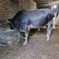 یک راس گاو نر گوشتی|حیوانات مزرعه|آبش احمد, |دیوار