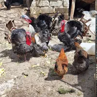 تخم نطفه دار بوقلمون و برهما