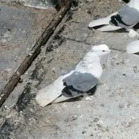 کبوتر سوز شور|پرنده|بوشهر, |دیوار