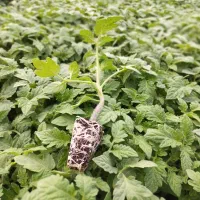 نشا گوجه فلفل بادمجان