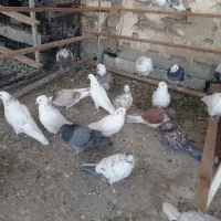 گفتر تهرانی