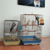 عروس هلندی همراه با قفس