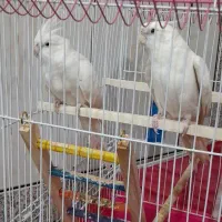 عروس‌هلندی