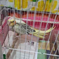 عروس هلندی ماده مولد|پرنده|طبقده, |دیوار