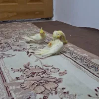 عروس هلندی با جوجه|پرنده|آشخانه, |دیوار