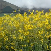 5هکتار-زمین-در-روستای-دهکرد