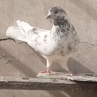 کبوتر  پرشی