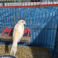 قناری ماده موزایکی آماده آماده|پرنده|شیراز, سیاه سنگ|دیوار