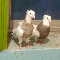 ستا طوقی خوب