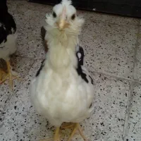 جوجه های گلین لری وجوجه برهما