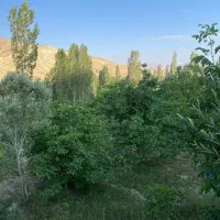فروش فوری باغ میوه سند دار بر جاده اصلی تنگه واشی