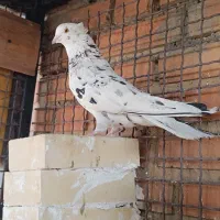 کفتر|پرنده|تهران, باغ خزانه|دیوار