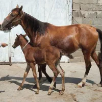 اسب با کوره