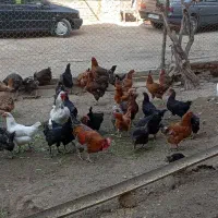 مرغ و خروس رسمی