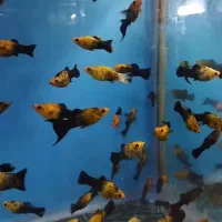 ماهی مولی.گوپی.گلدفیش.سوارتل|ماهی|اصفهان, شهرک ولیعصر|دیوار