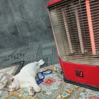 واگذاری رایگان گربه